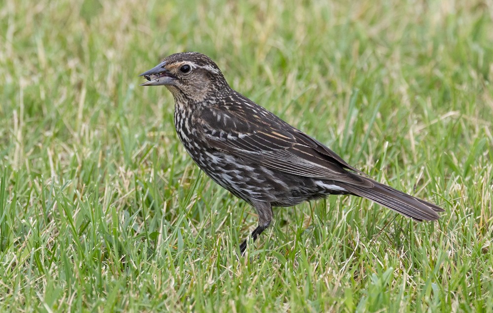 Red-winged Blackbird - ML626013926