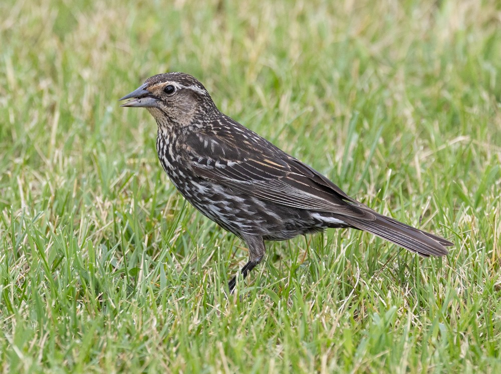 Red-winged Blackbird - ML626013927