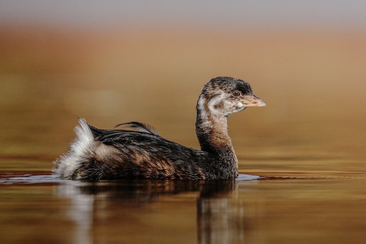 Pied-billed Grebe - ML626013967