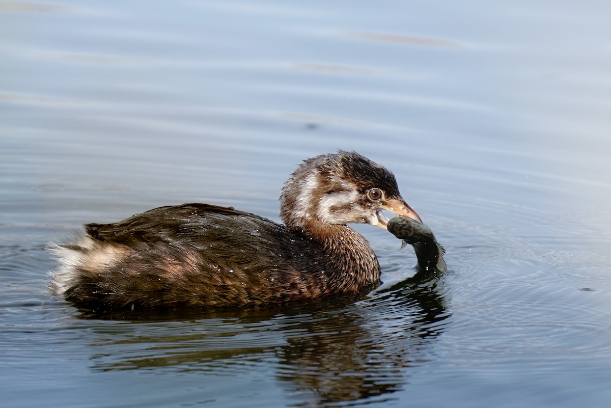 Pied-billed Grebe - ML626013968