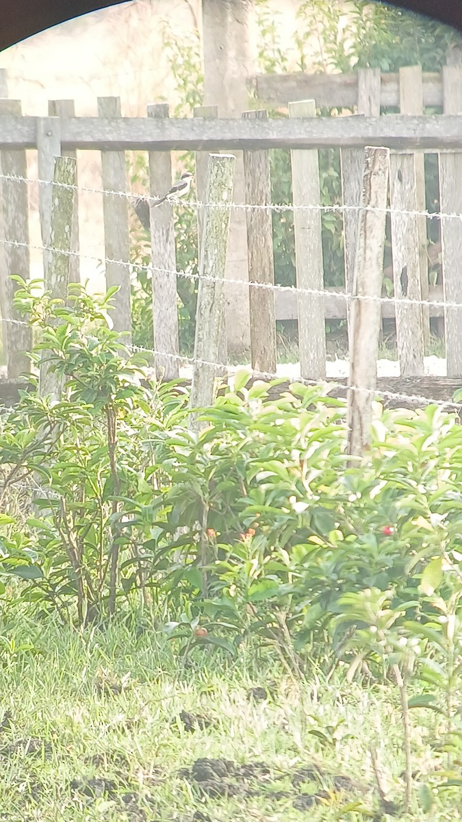 Loggerhead Shrike - ML626014060