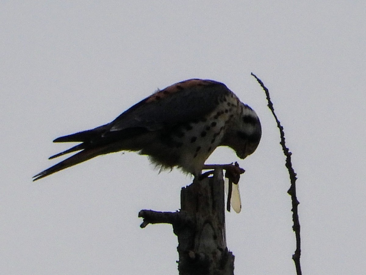 Buntfalke - ML626014092