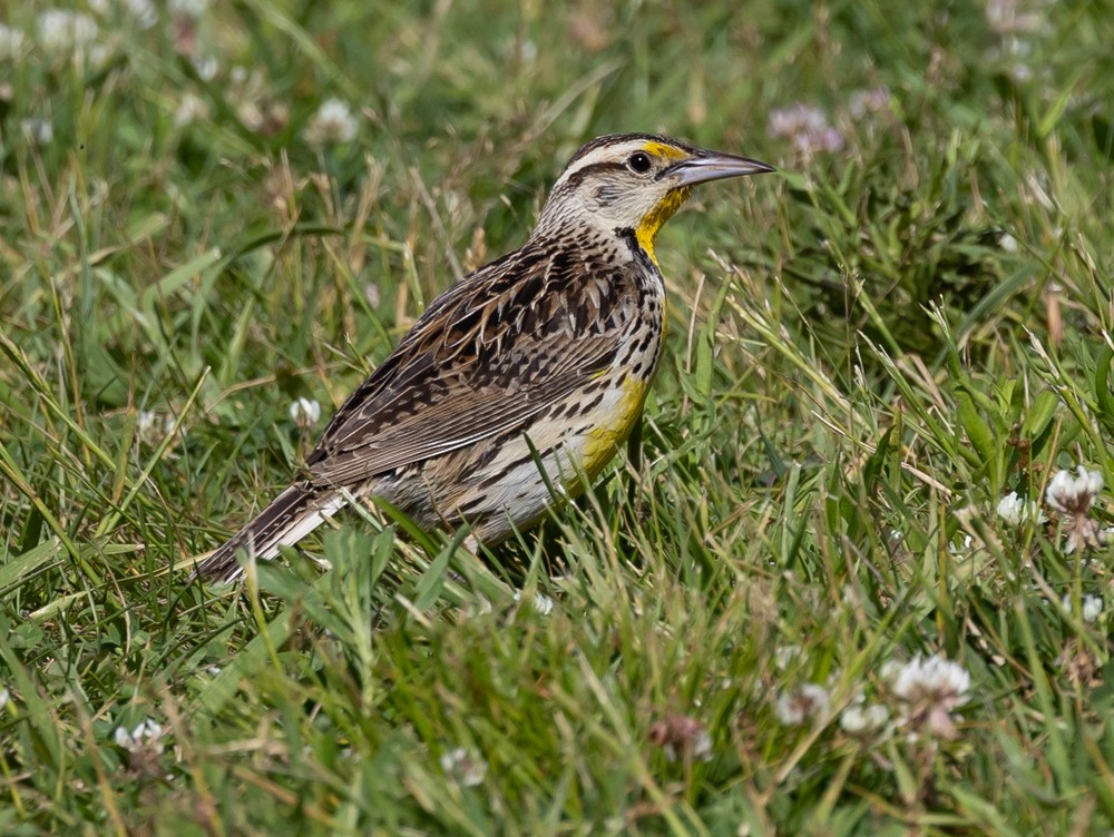 Eastern Meadowlark - ML626014116