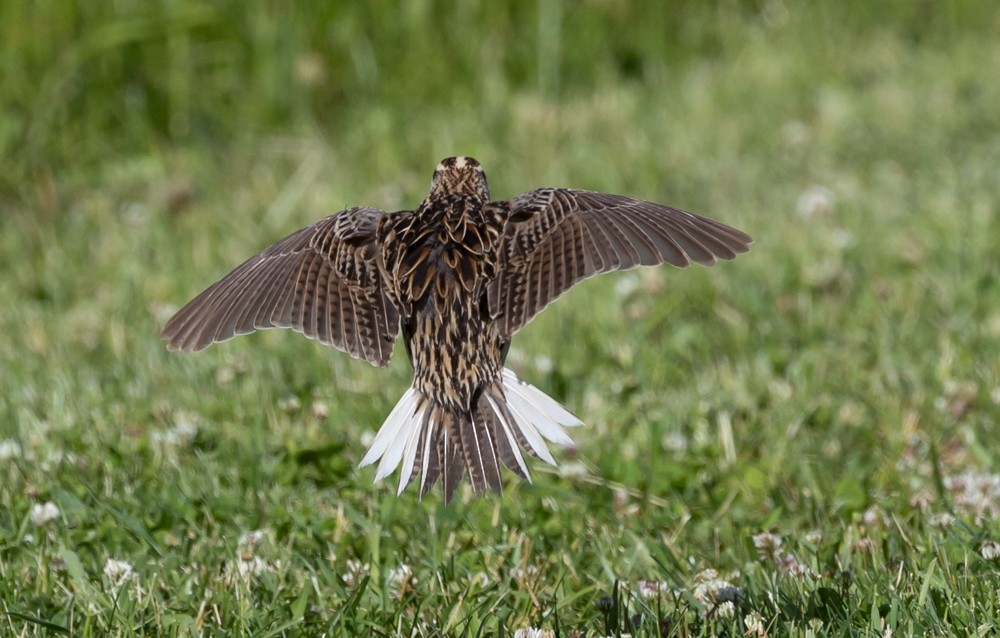 Eastern Meadowlark - ML626014117