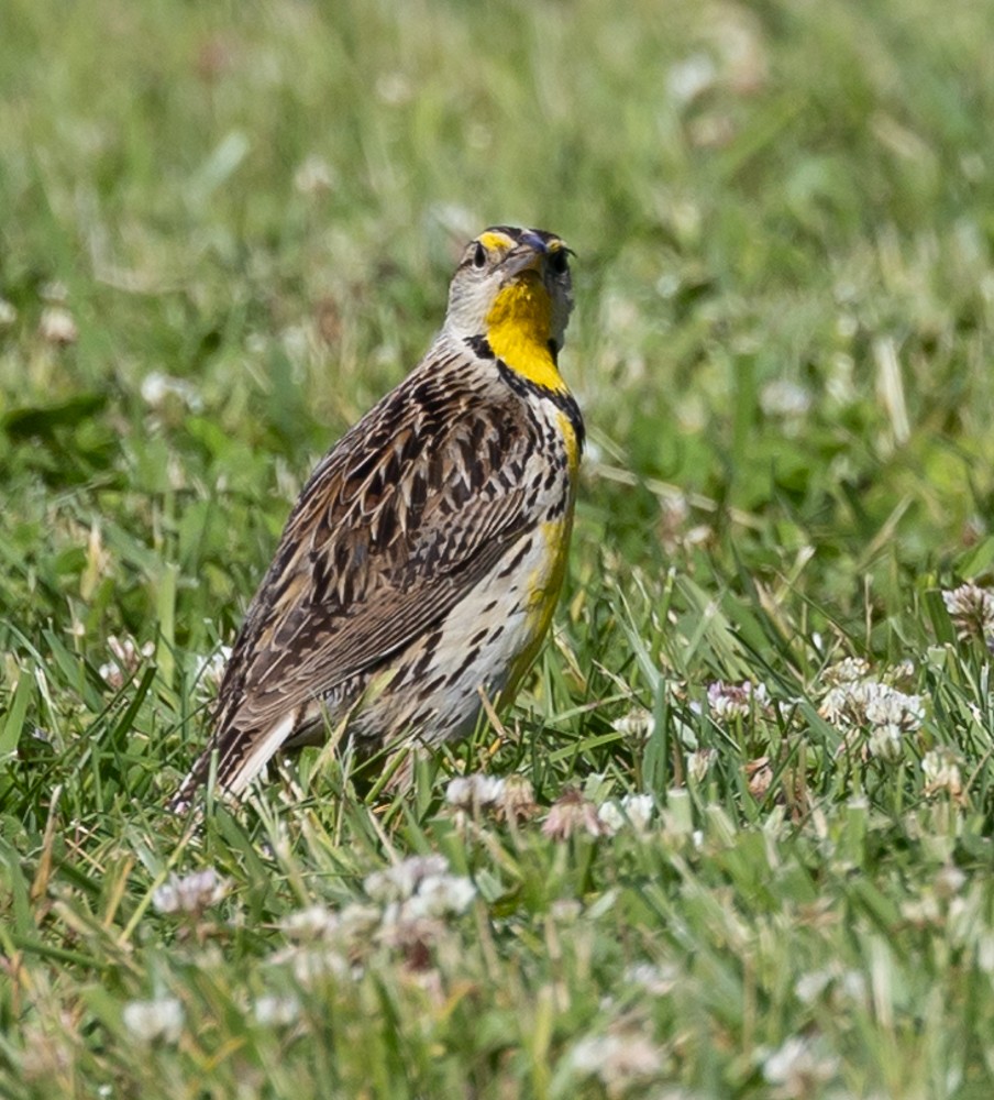 Eastern Meadowlark - ML626014118