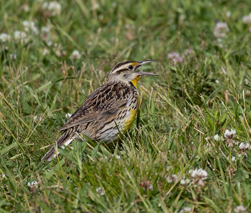 Eastern Meadowlark - ML626014119
