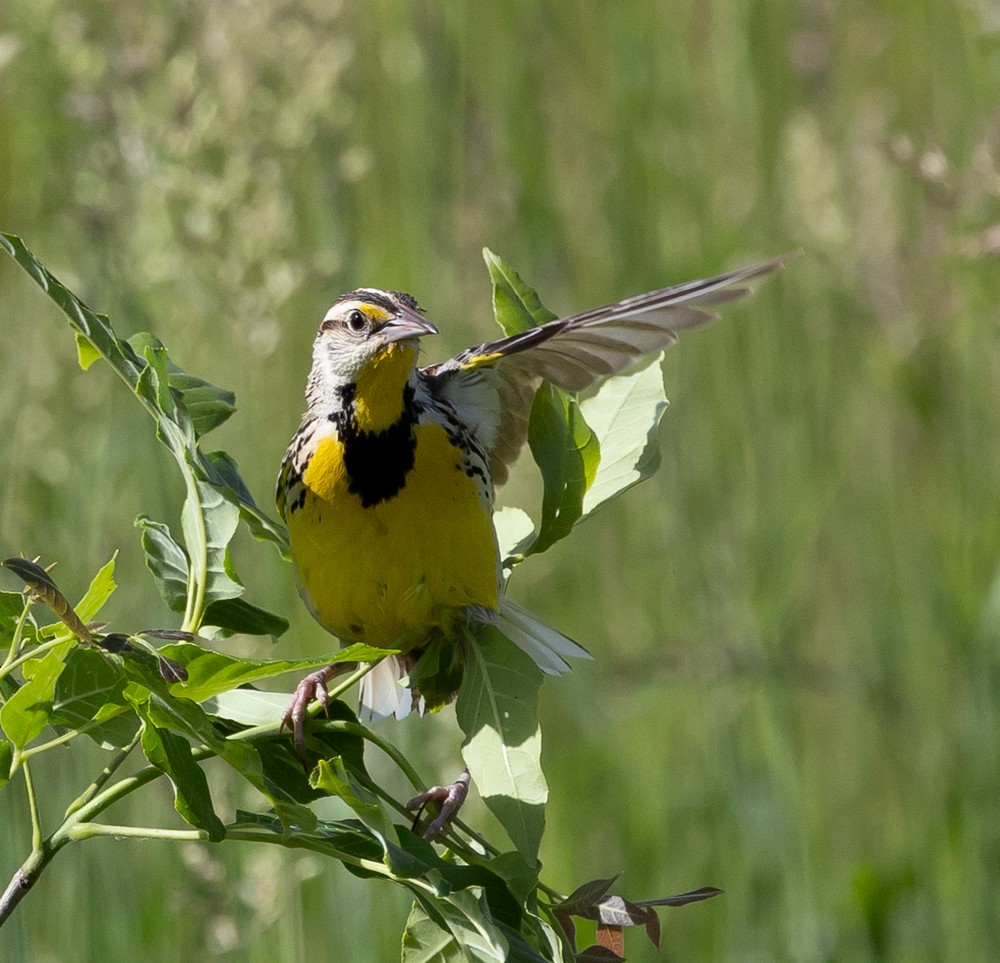Eastern Meadowlark - ML626014120