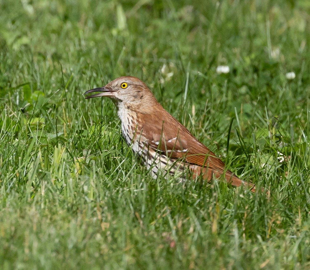 Brown Thrasher - ML626014131