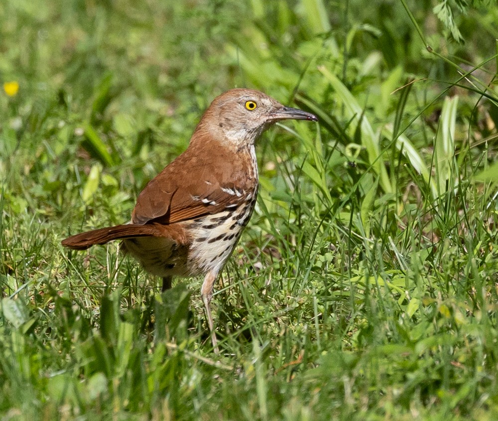 Brown Thrasher - ML626014132