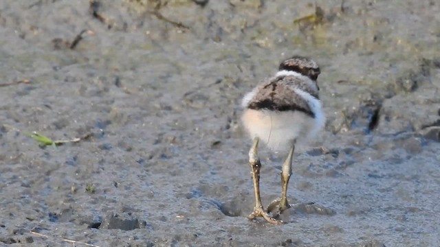 Killdeer - ML626014158