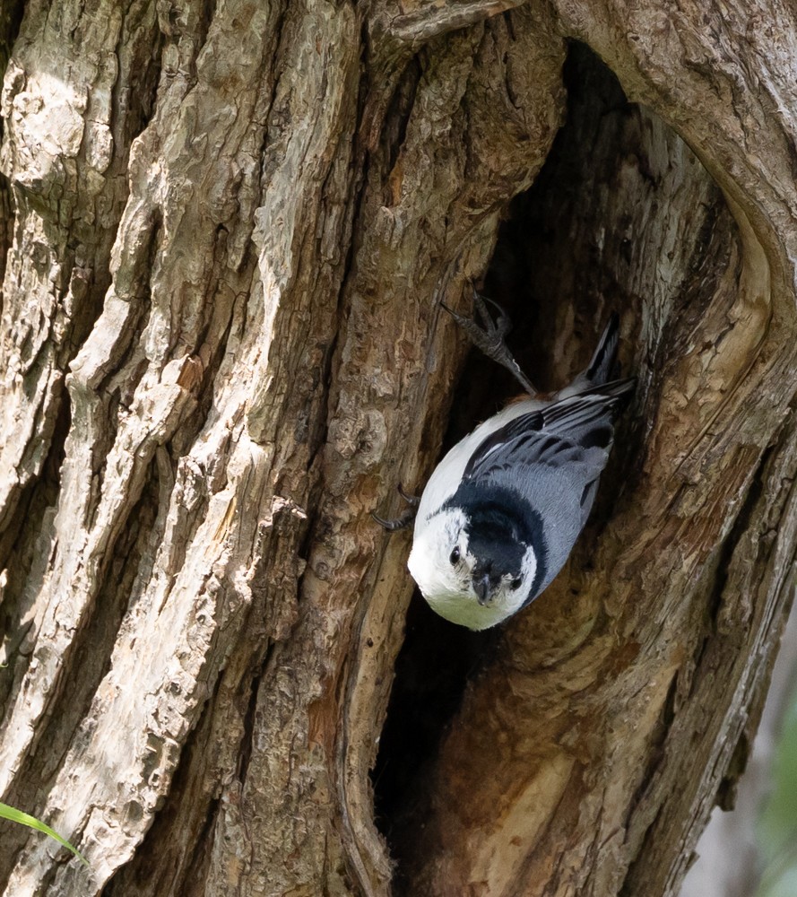 White-breasted Nuthatch - ML626014195