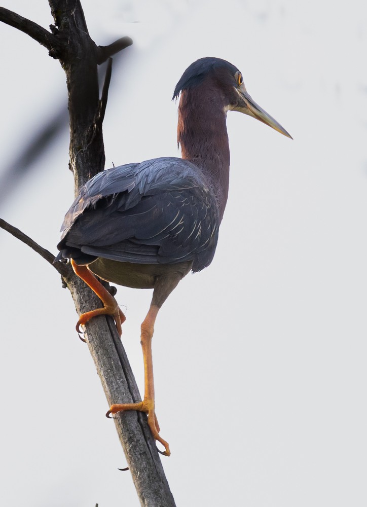 Green Heron - ML626014198