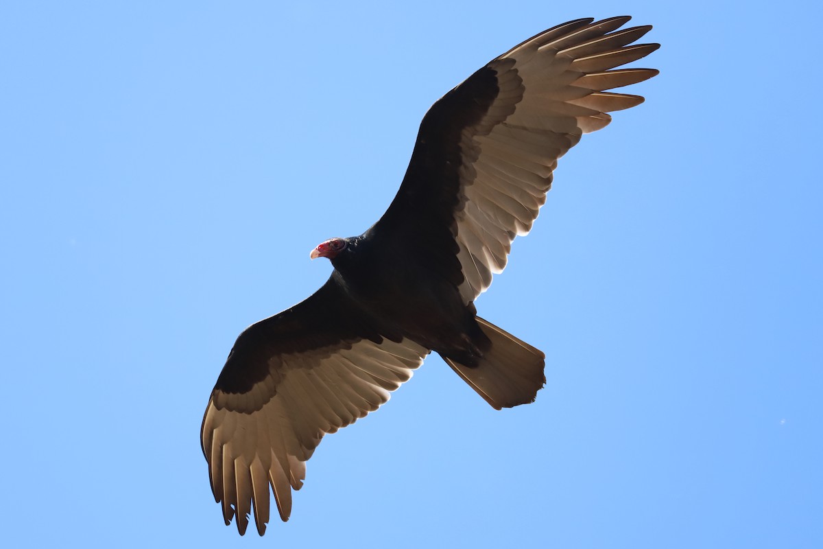 Turkey Vulture - ML626014302