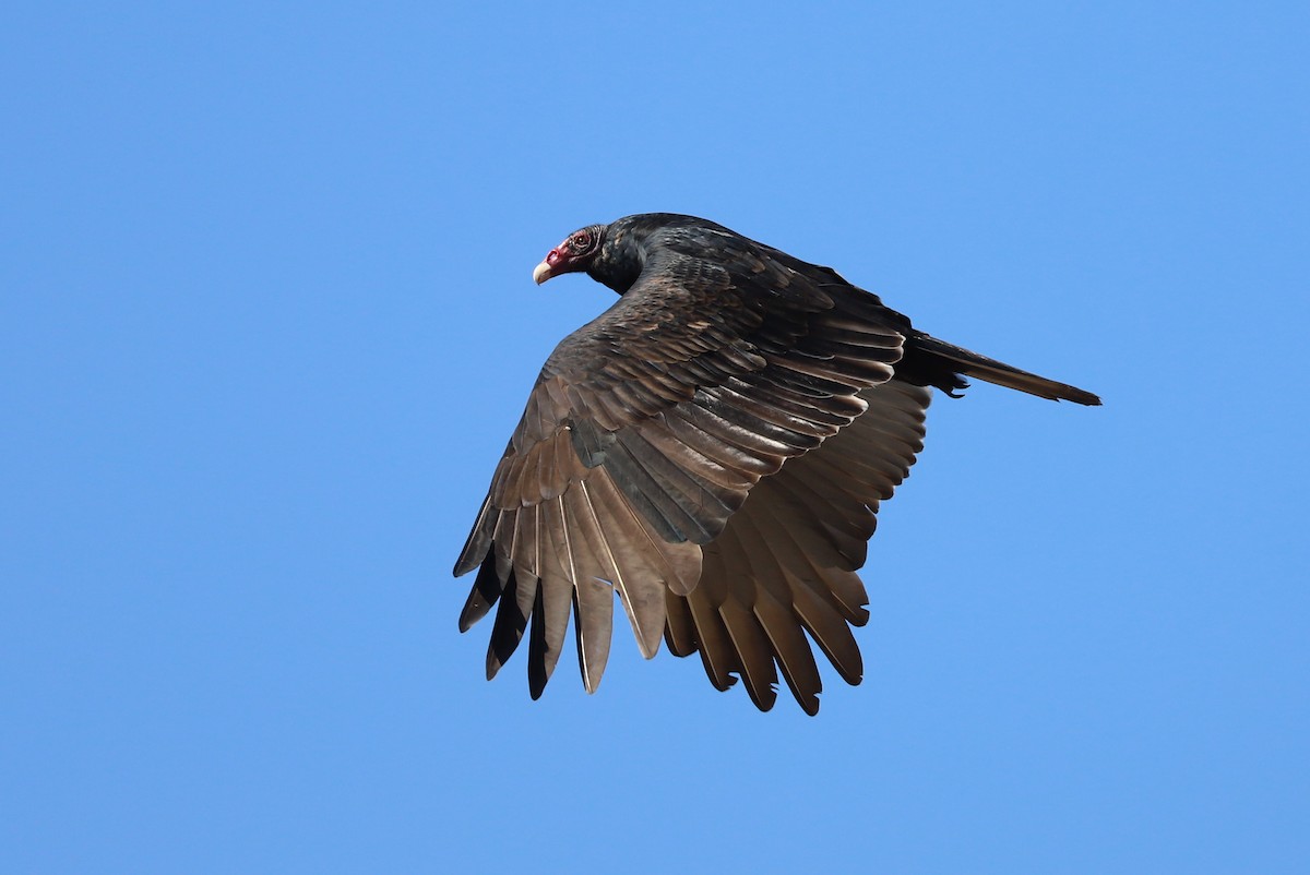 Turkey Vulture - ML626014306