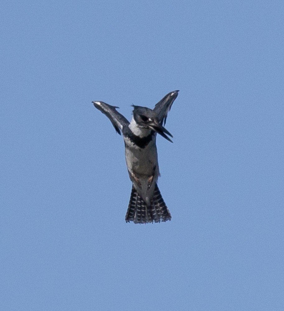 Belted Kingfisher - ML626014478