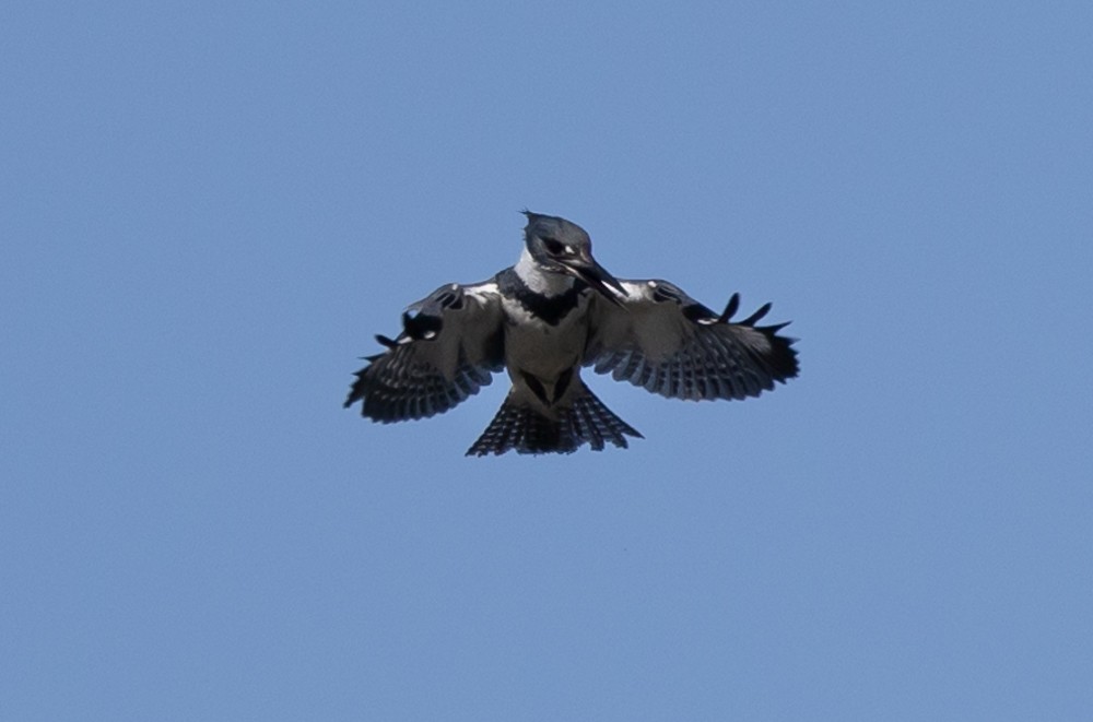 Belted Kingfisher - ML626014479