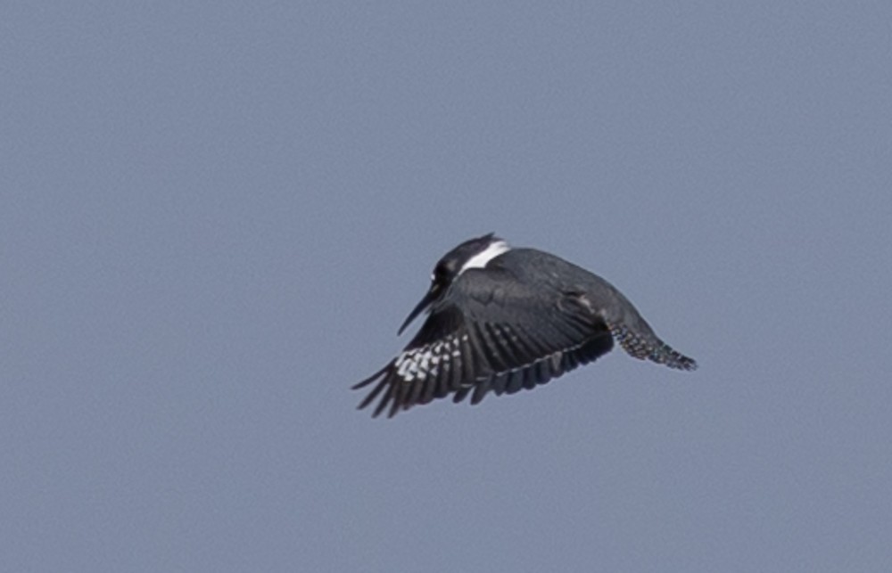 Belted Kingfisher - ML626014480