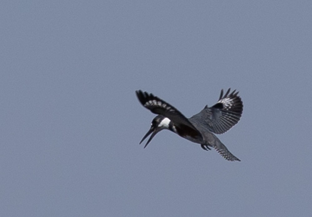 Belted Kingfisher - ML626014481