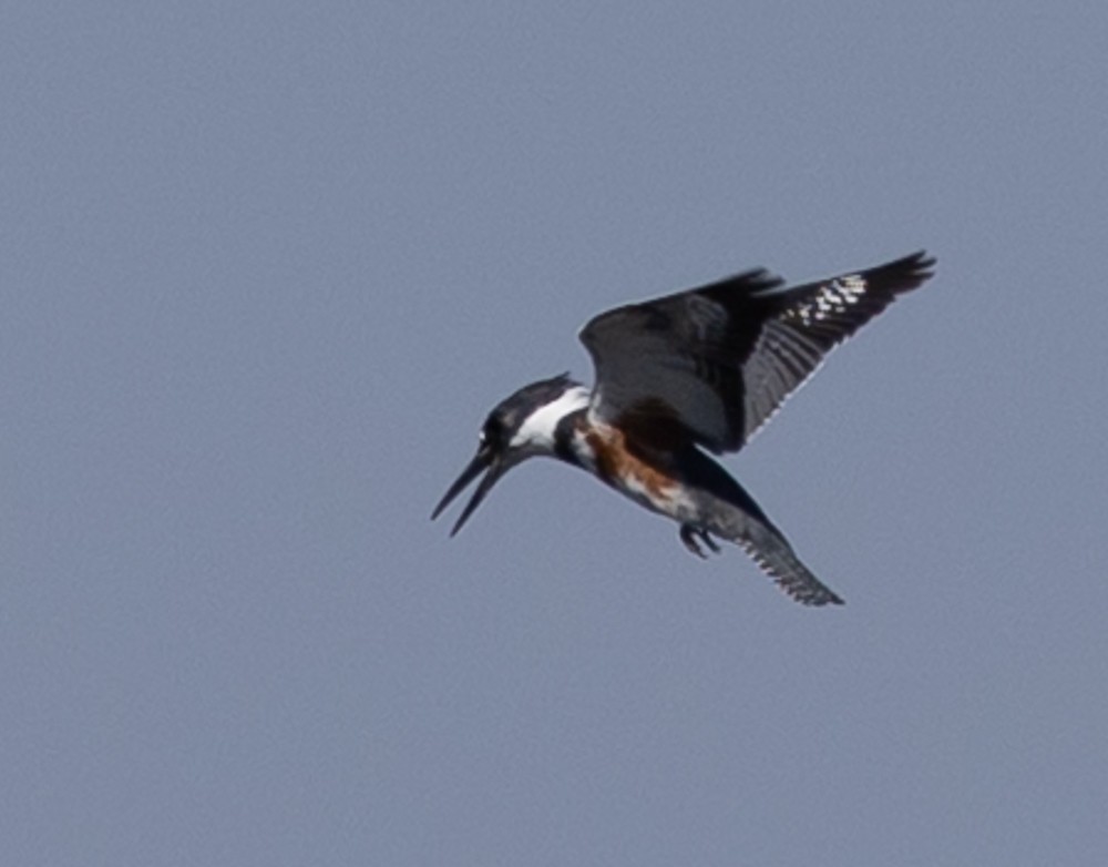 Belted Kingfisher - ML626014482