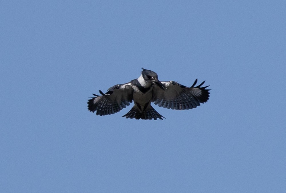 Belted Kingfisher - ML626014483