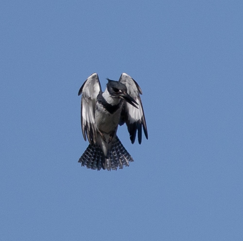 Belted Kingfisher - ML626014484