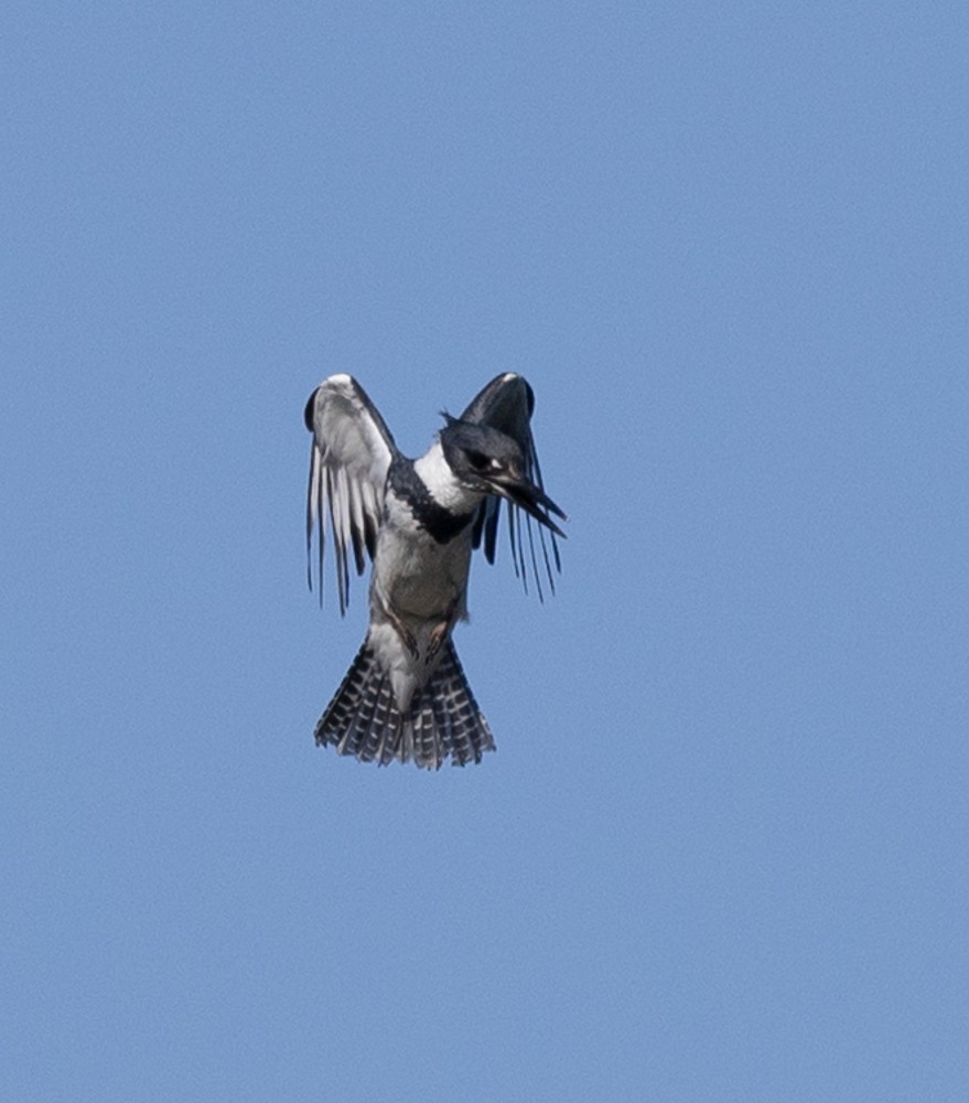 Belted Kingfisher - ML626014486