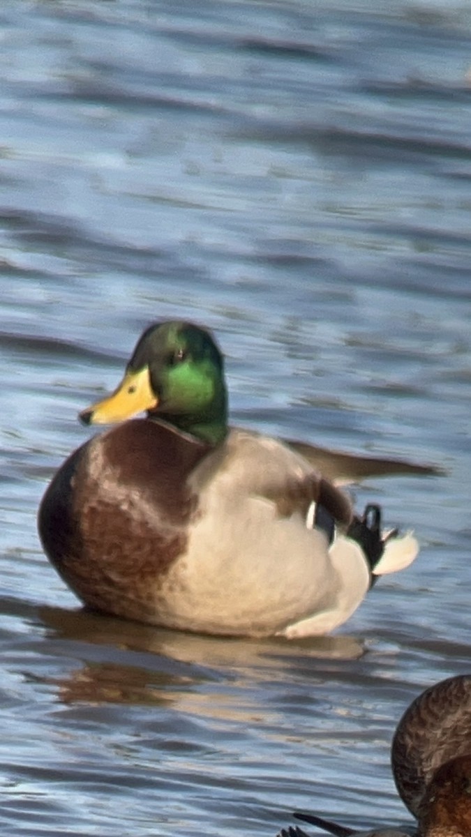 Mallard - ML626014669