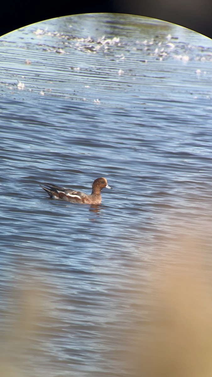 Eurasian Wigeon - ML626014691