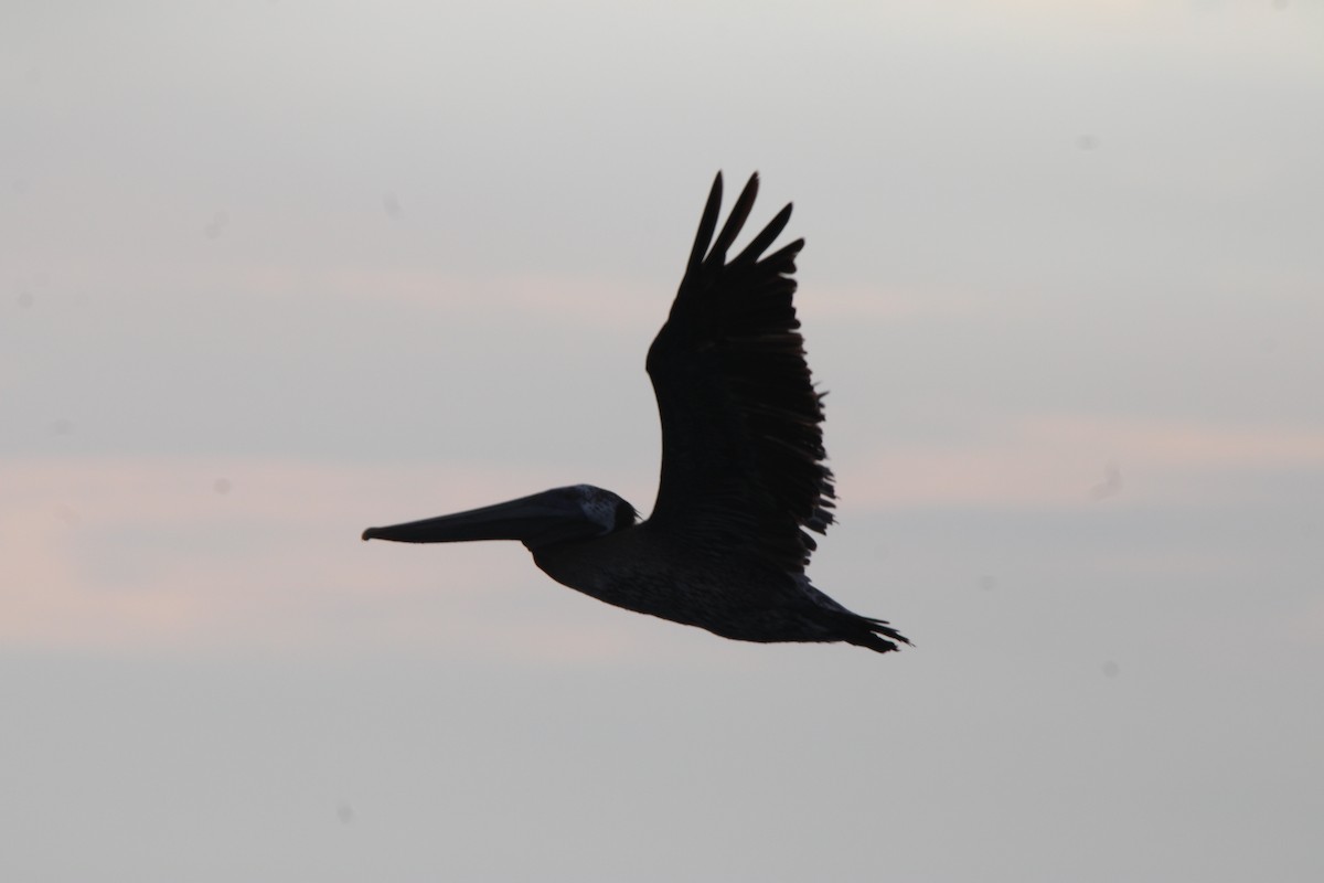 Brown Pelican - ML626015062