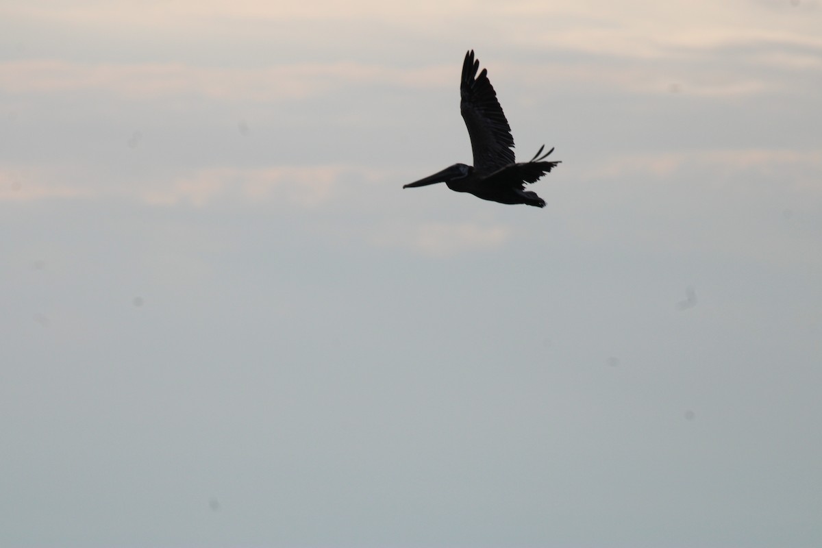 Brown Pelican - ML626015063