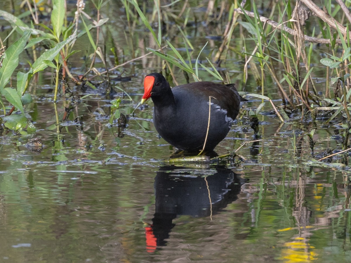 Common Gallinule - ML626015272