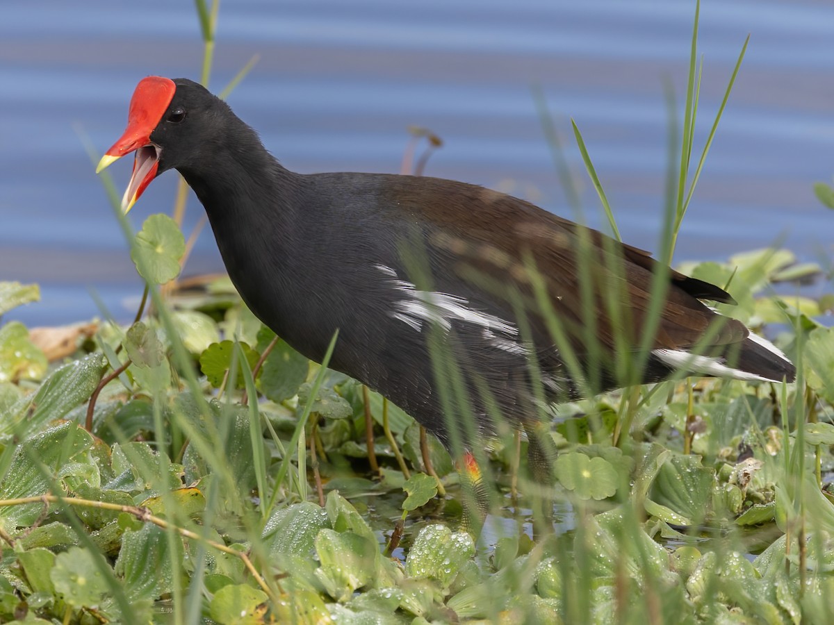 Common Gallinule - ML626015274