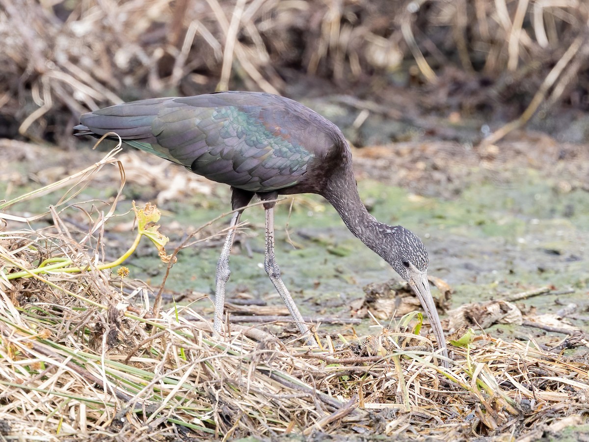 Glossy Ibis - ML626015282