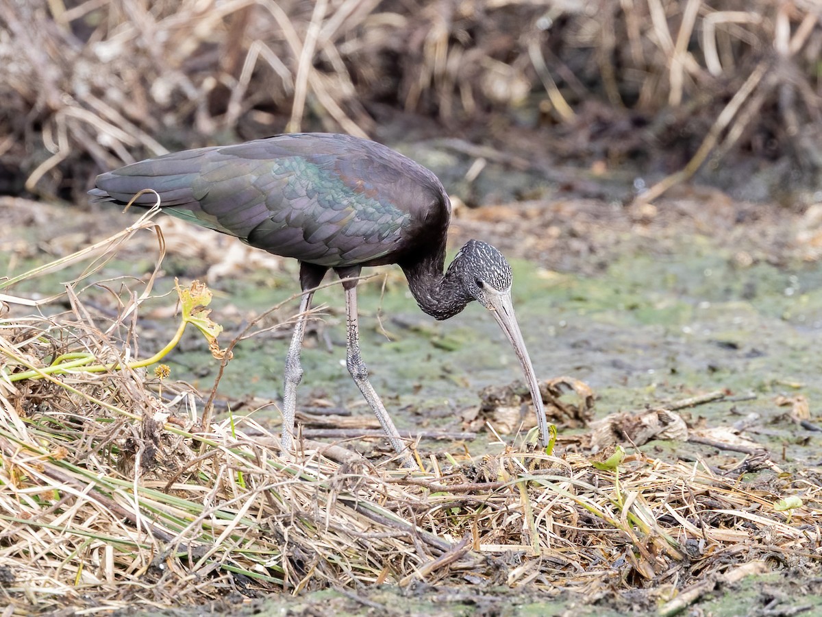 Glossy Ibis - ML626015283