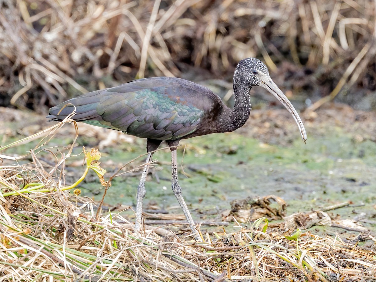 Glossy Ibis - ML626015284