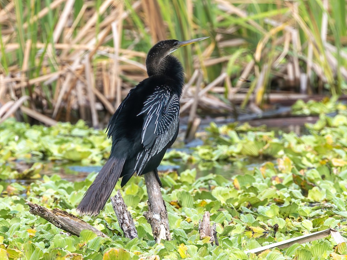 Anhinga - ML626015300