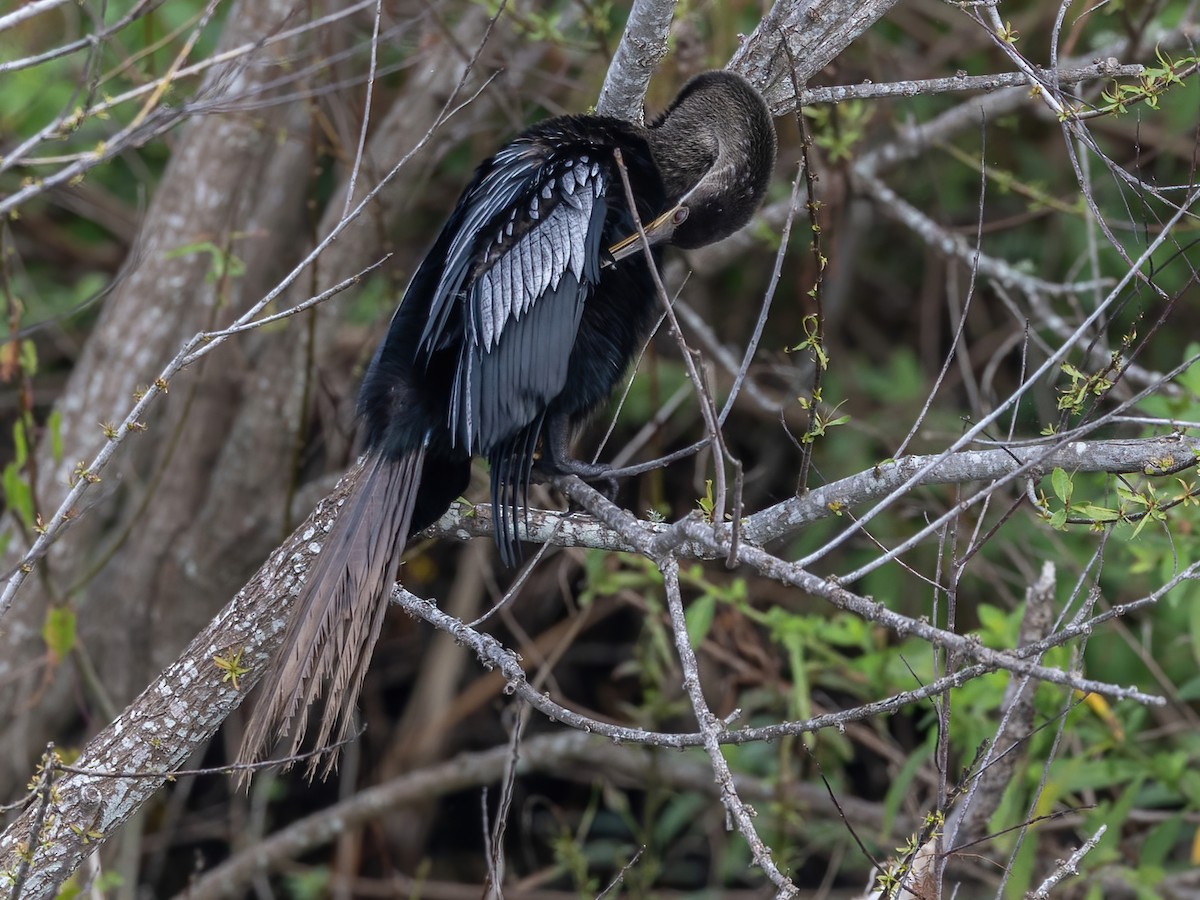 Anhinga - ML626015301