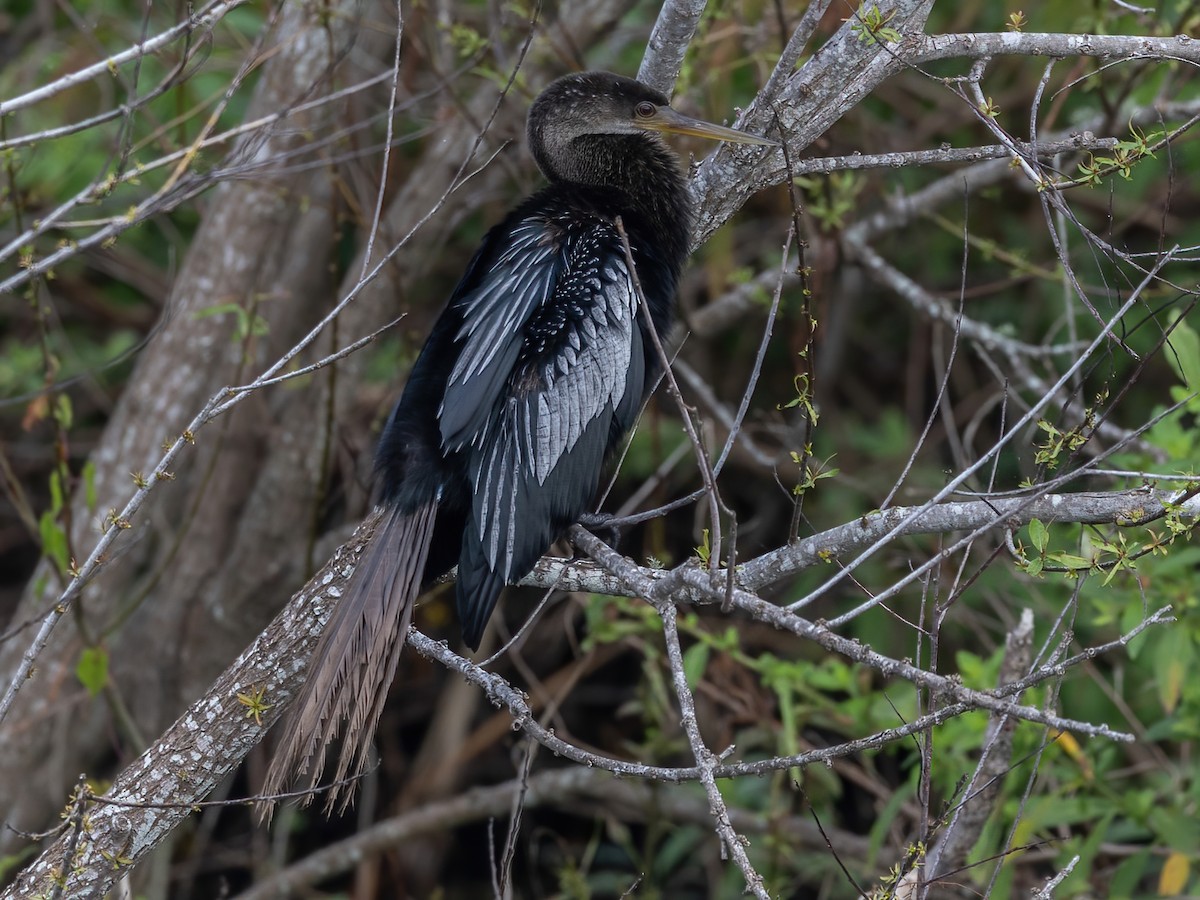 Anhinga - ML626015302