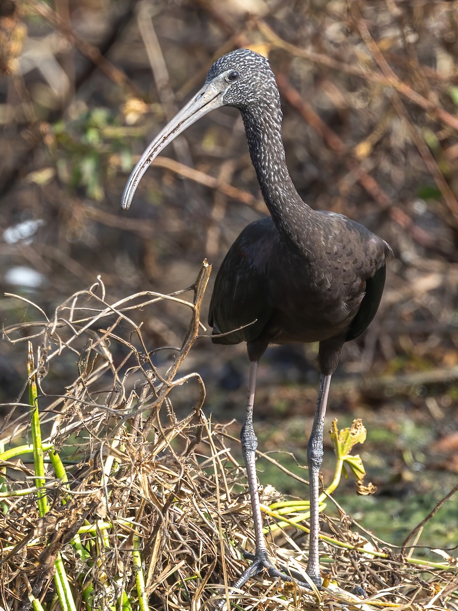 Glossy Ibis - ML626015311