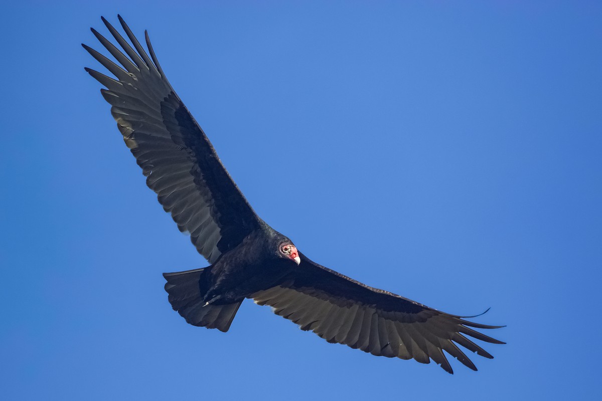 Turkey Vulture - ML626015313