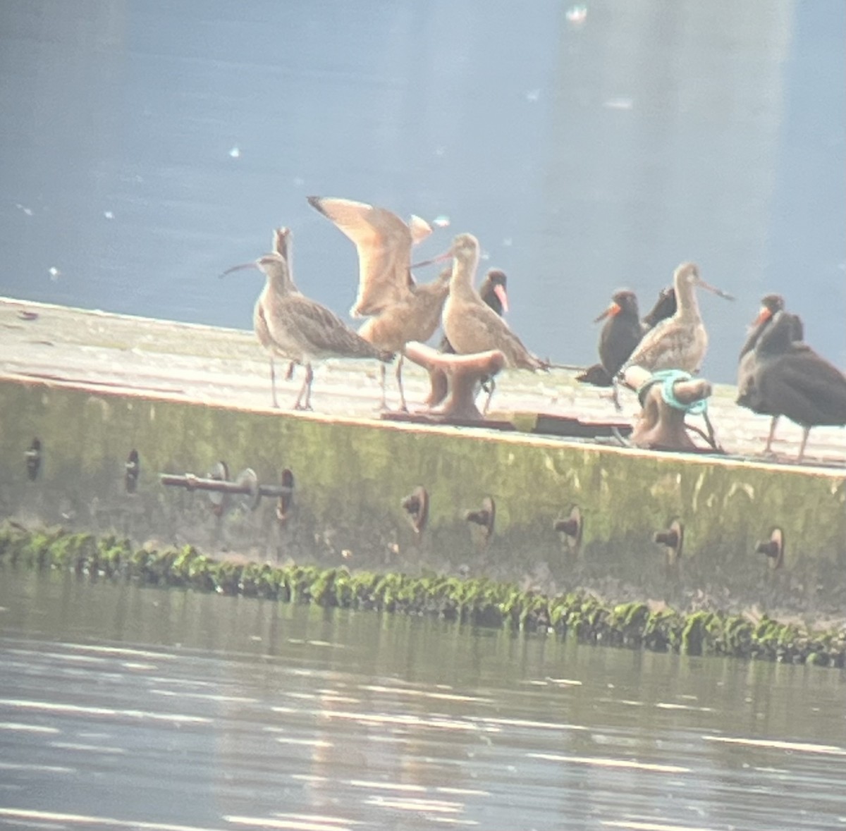 Marbled Godwit - ML626015323