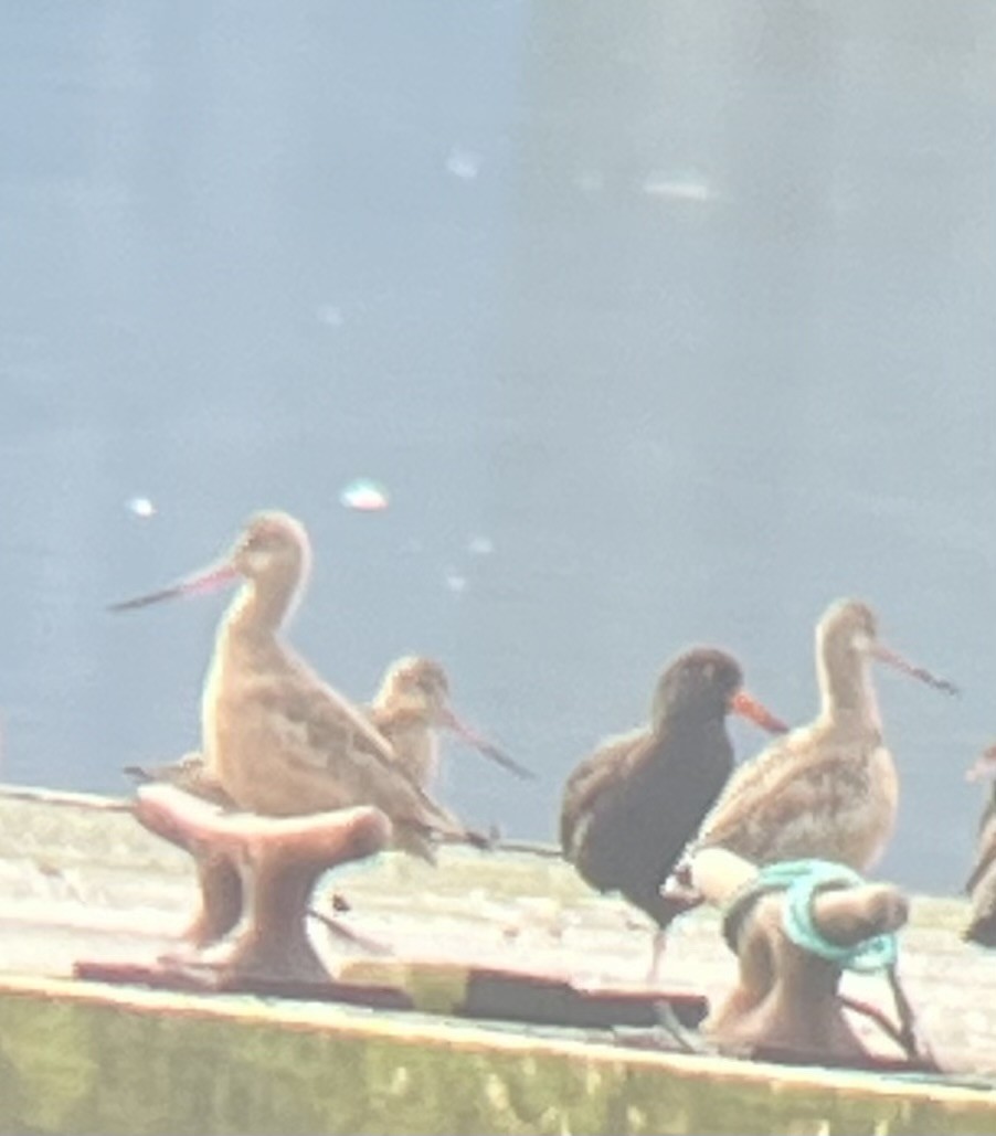 Marbled Godwit - ML626015324