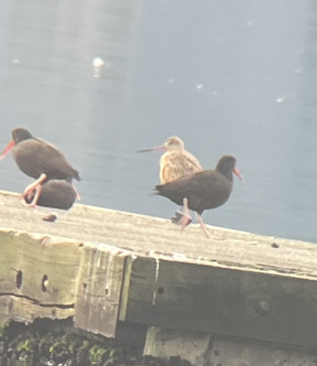 Marbled Godwit - ML626015325