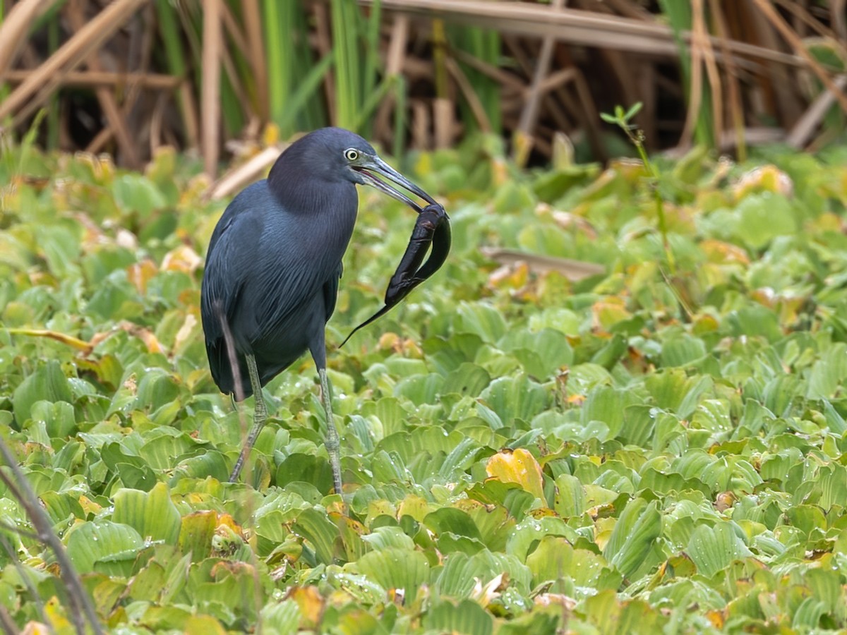 Little Blue Heron - ML626015338