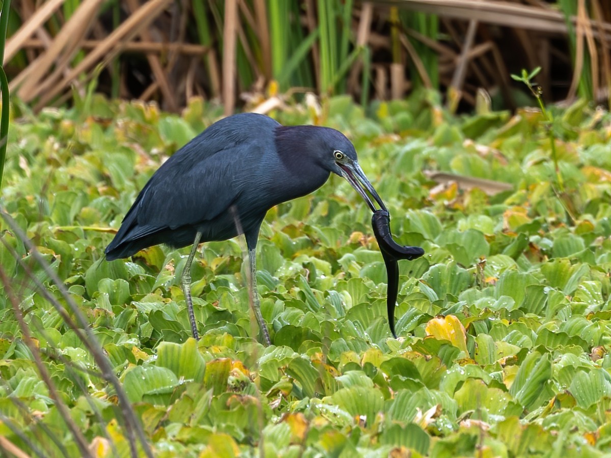 Little Blue Heron - ML626015339