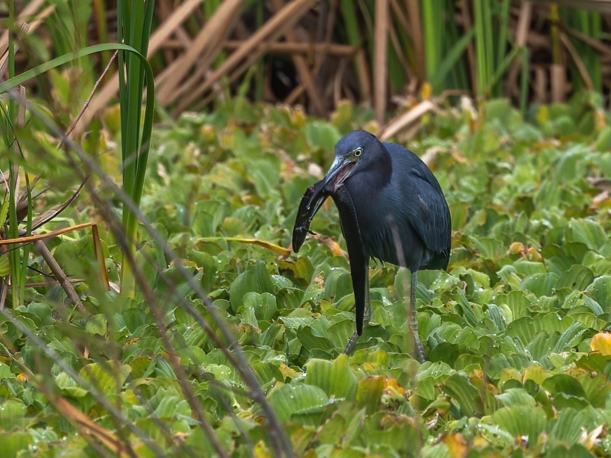 Little Blue Heron - ML626015340