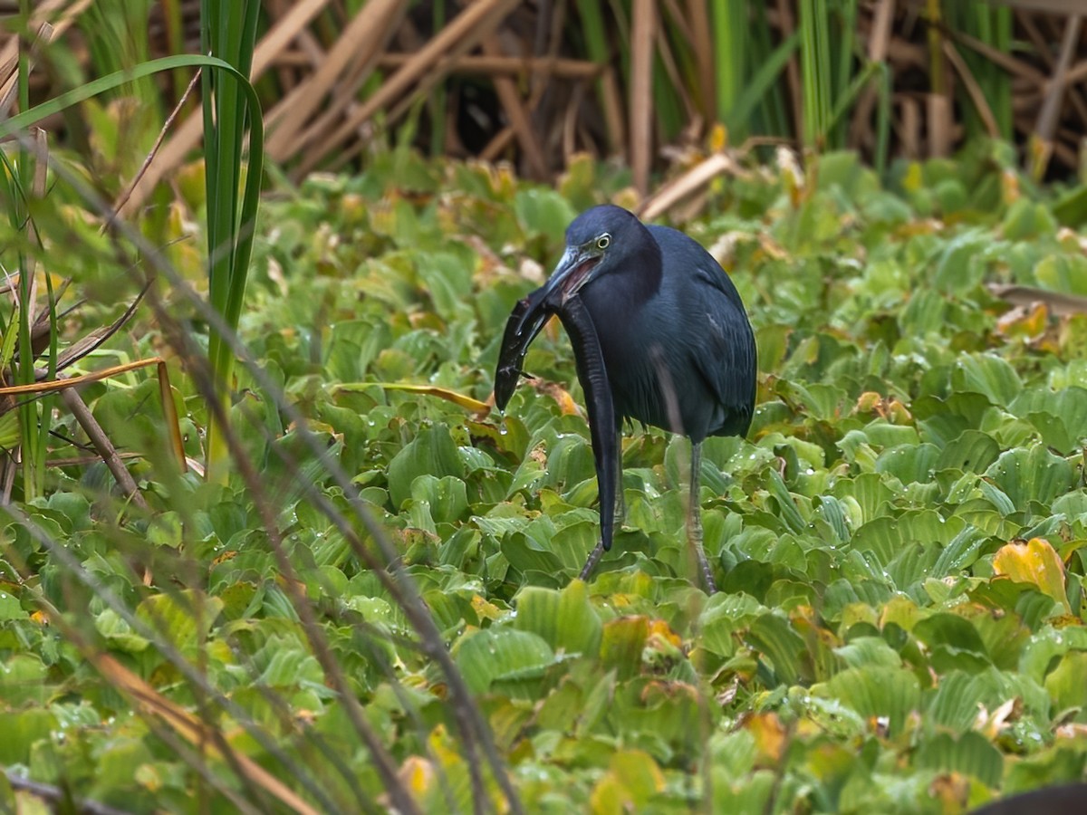 Little Blue Heron - ML626015341