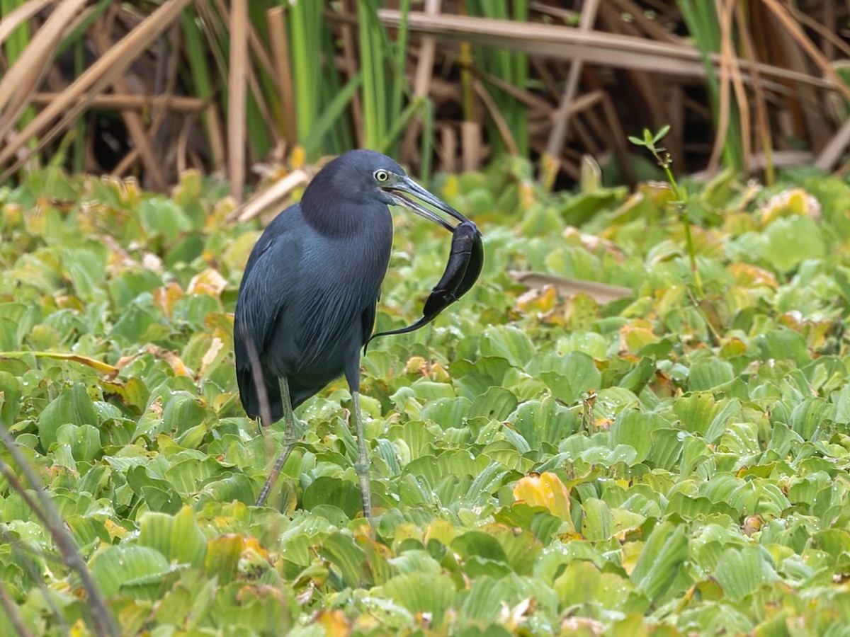 Little Blue Heron - ML626015342