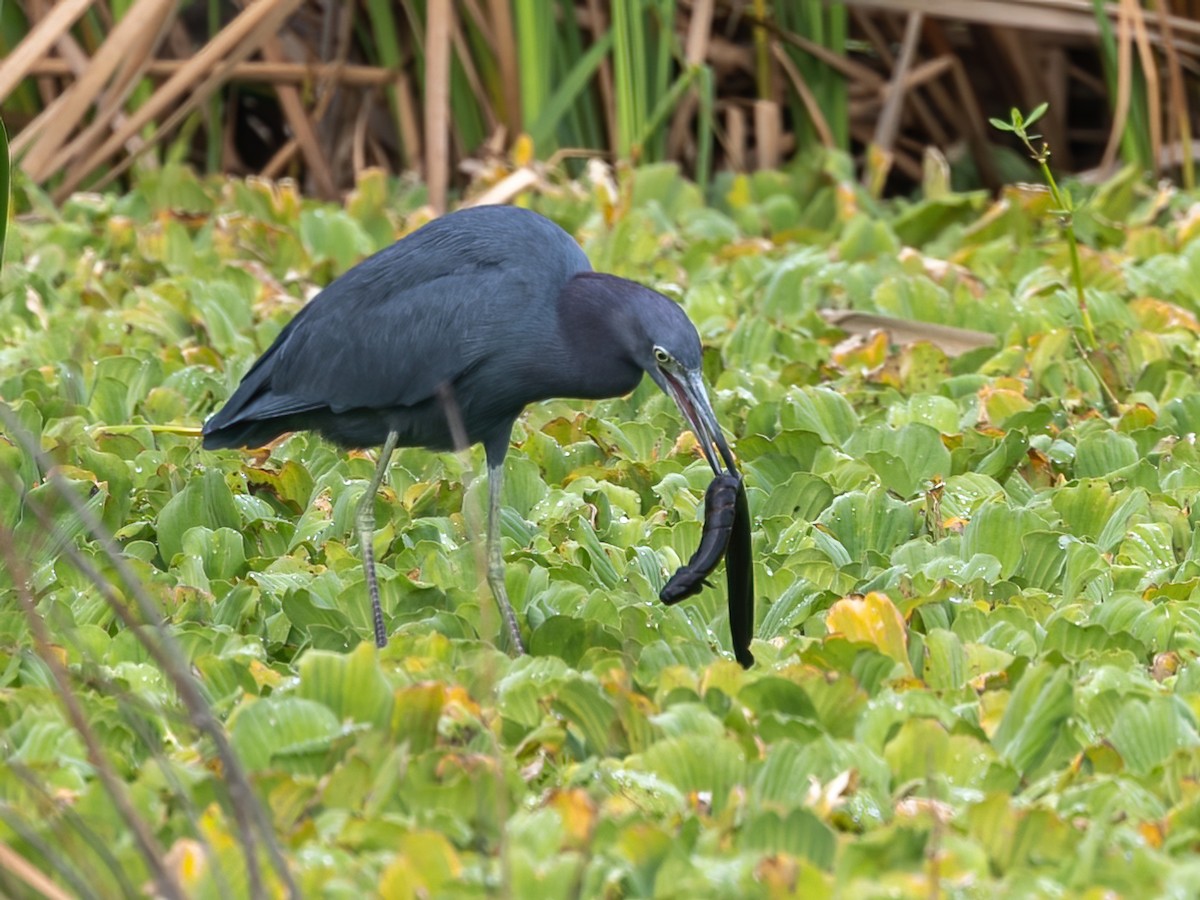 Little Blue Heron - ML626015343