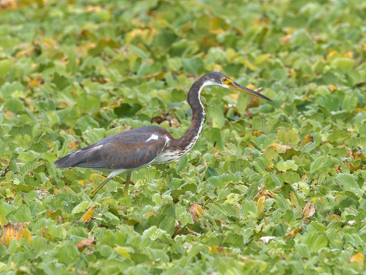 Tricolored Heron - ML626015383